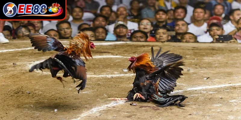 Nắm vững các quy định cốt lõi giúp người chơi có quá trình trải nghiệm tốt